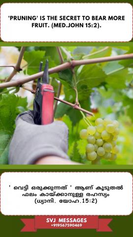 ‘Pruning’ is the secret to bear more fruit. (Med.John 15:2) 